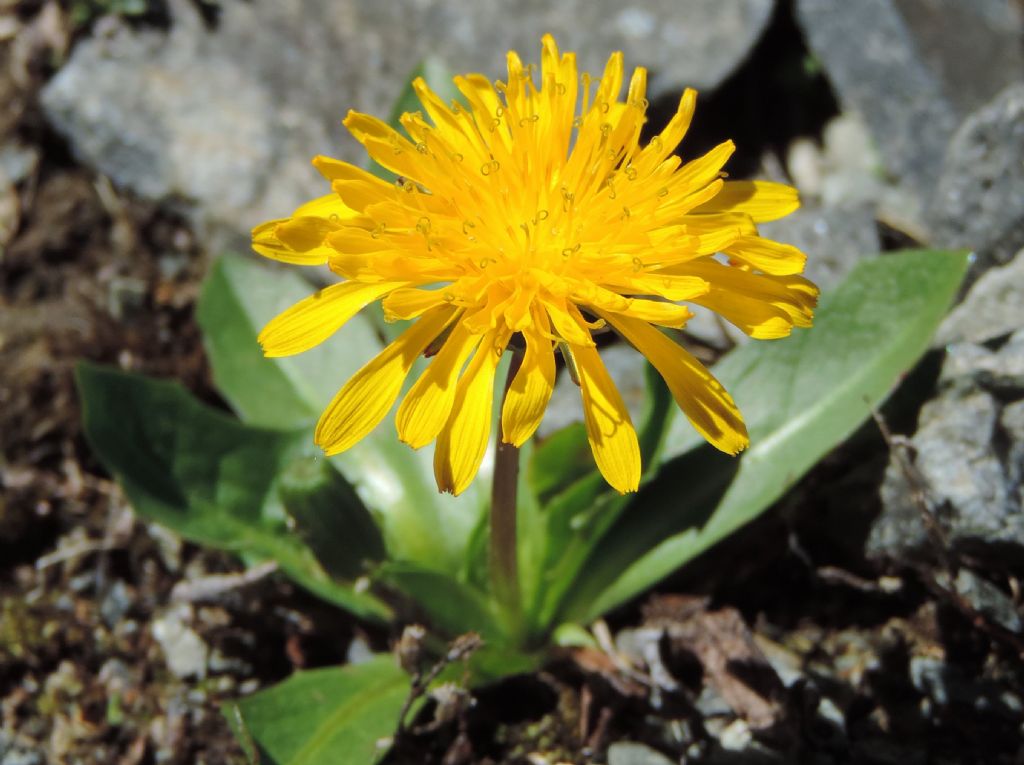 Asteracea da determinare